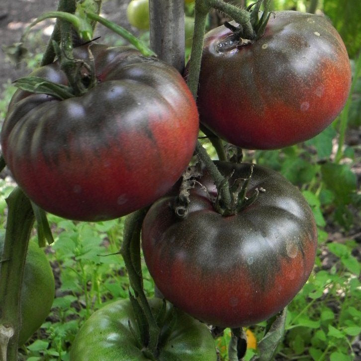 Tomate Noire De Crimée Prix