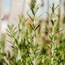Charger l'image dans la galerie, Romarin