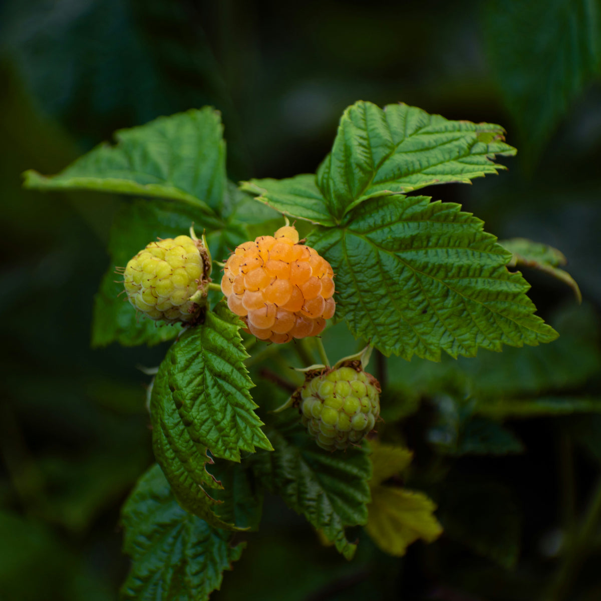 Framboise 4 SAISONS jaunes main image 0