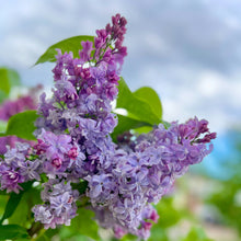 Charger l'image dans la galerie, Lilas