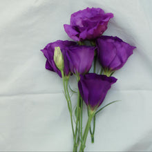 Charger l'image dans la galerie, Lisianthus Mauve Foncé
