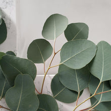 Charger l'image dans la galerie, Eucalyptus Silver Plate