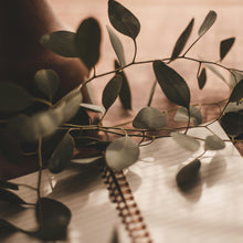 Charger l'image dans la galerie, Eucalyptus Tereticornis