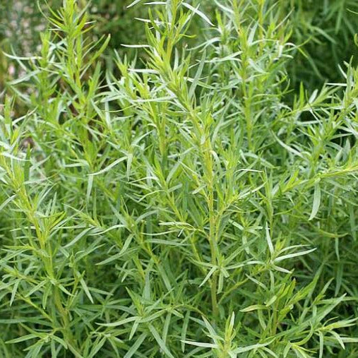 Estragon Français La Brouette Maraîchère