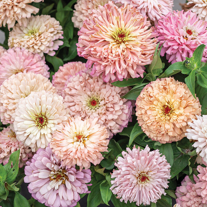 Zinnia Ballerina