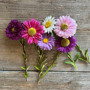 Aster Reine Marguerite
