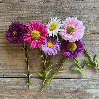 Aster Reine Marguerite