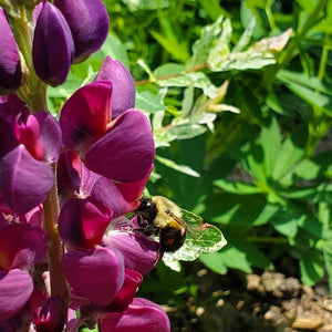 Lupin Mauve