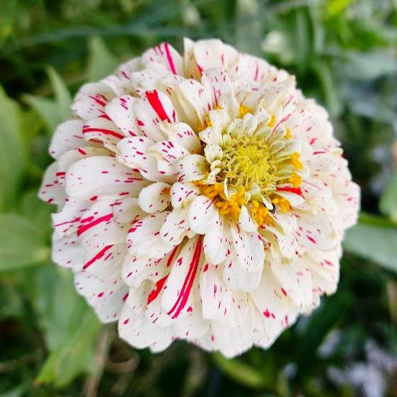Zinnia Bicolore