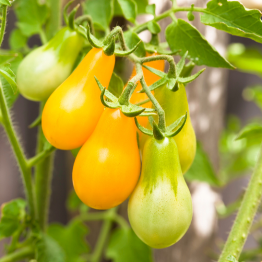 Tomate Cerise Poire Jaune
