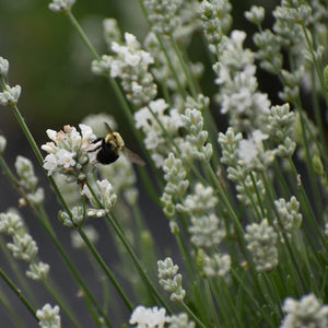 Lavande Blanche
