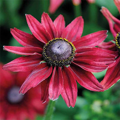 Rudbeckia Rouge