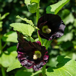 Rose Trémière Noire