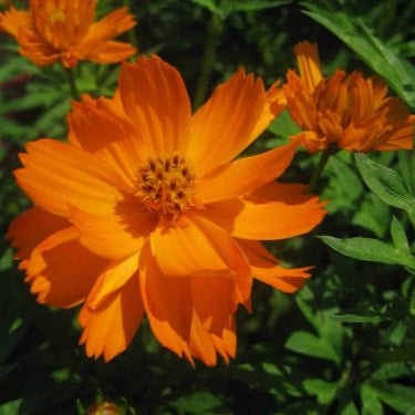 Cosmos Sulfureux