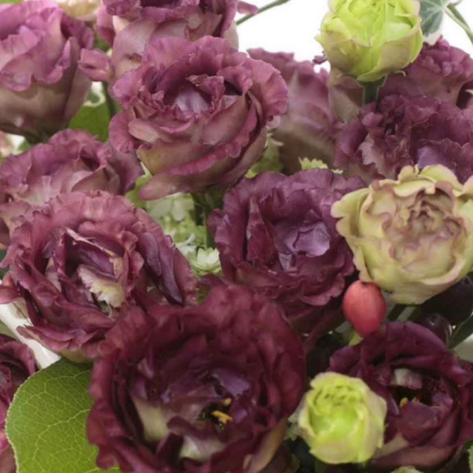 Lisianthus Brun Foncé