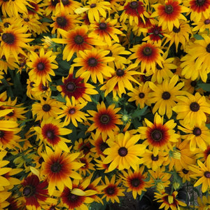 Rudbeckia Gloriosa