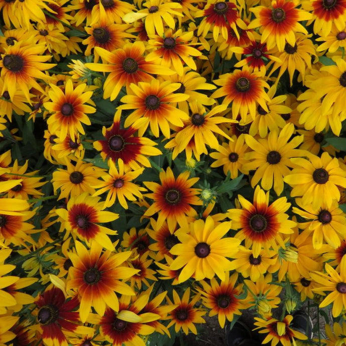 Rudbeckia Gloriosa