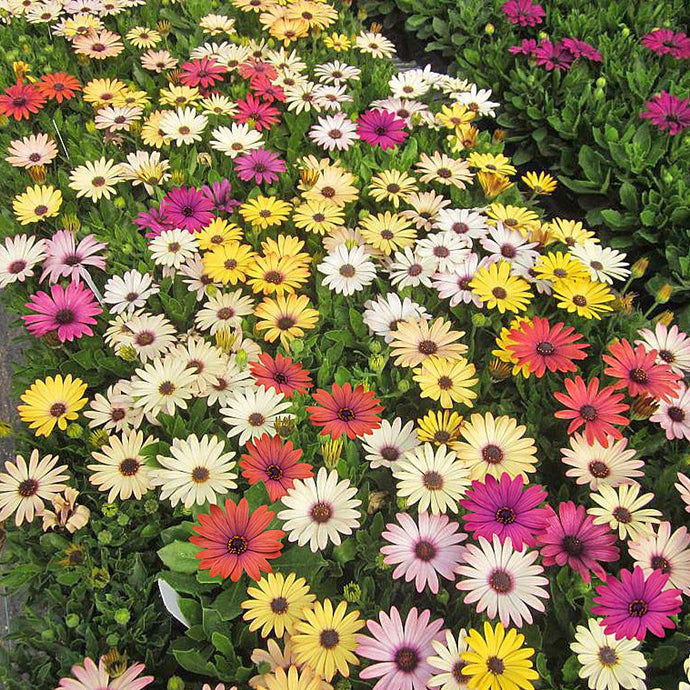 Marguerite Africaine