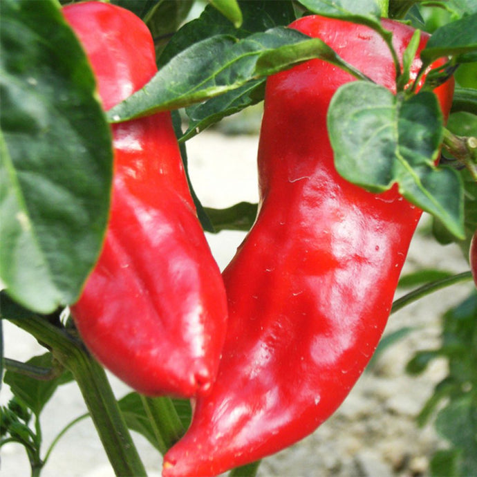 Poivron Rouge Cornu
