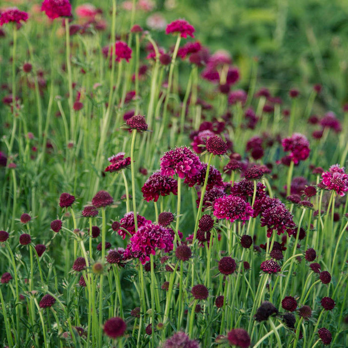 Scabiosa Rouge