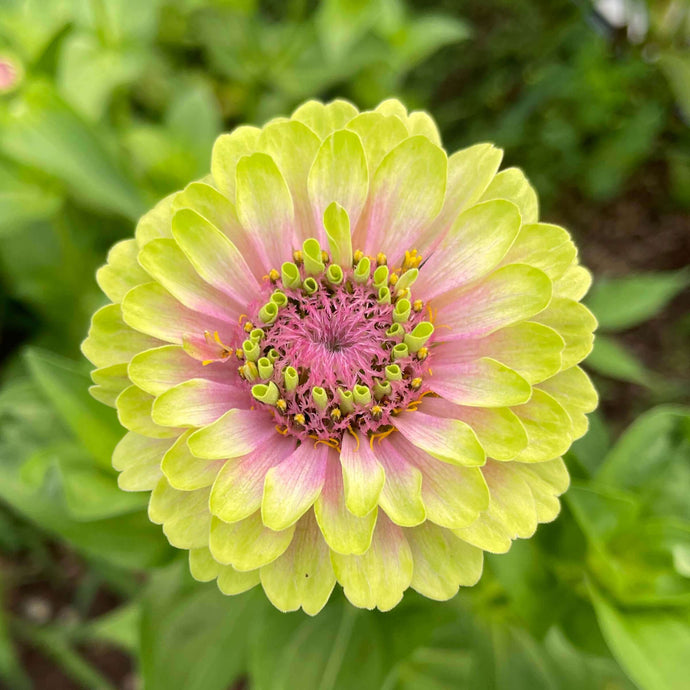 Zinnia Lime