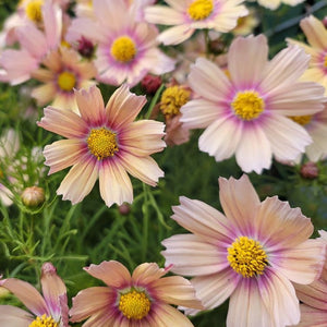 Cosmos Apricot