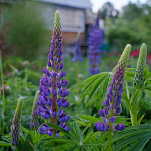 Lupin