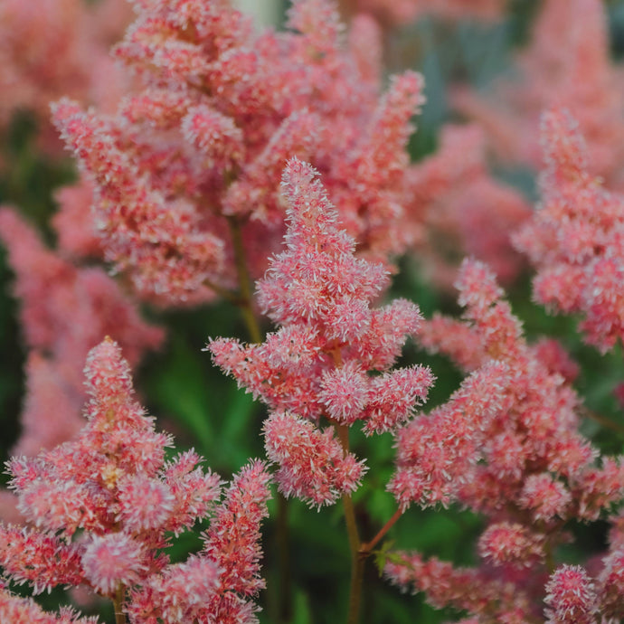 Astilbe