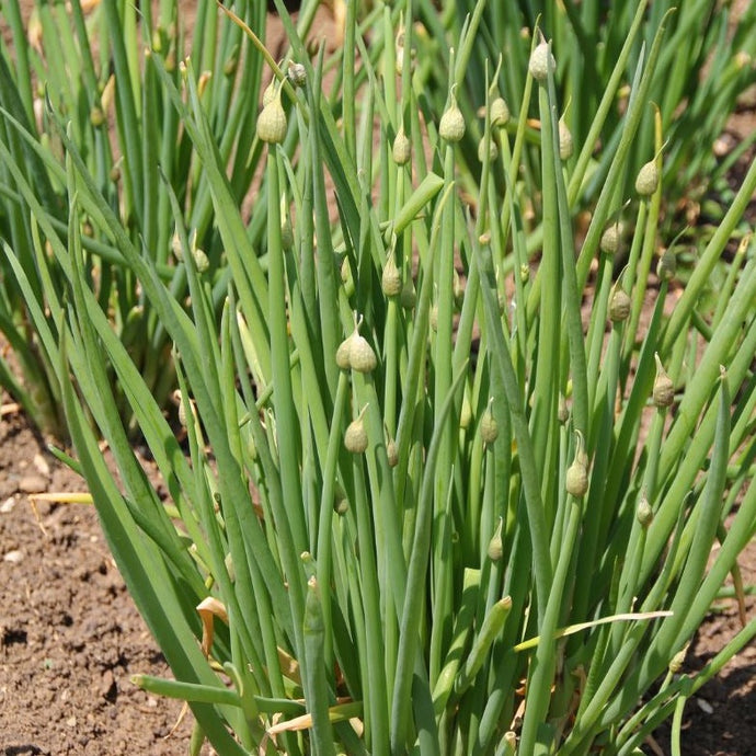 Ciboule