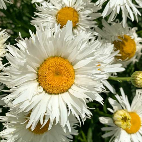 Marguerite
