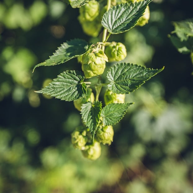 Houblon - Cascade 2e année