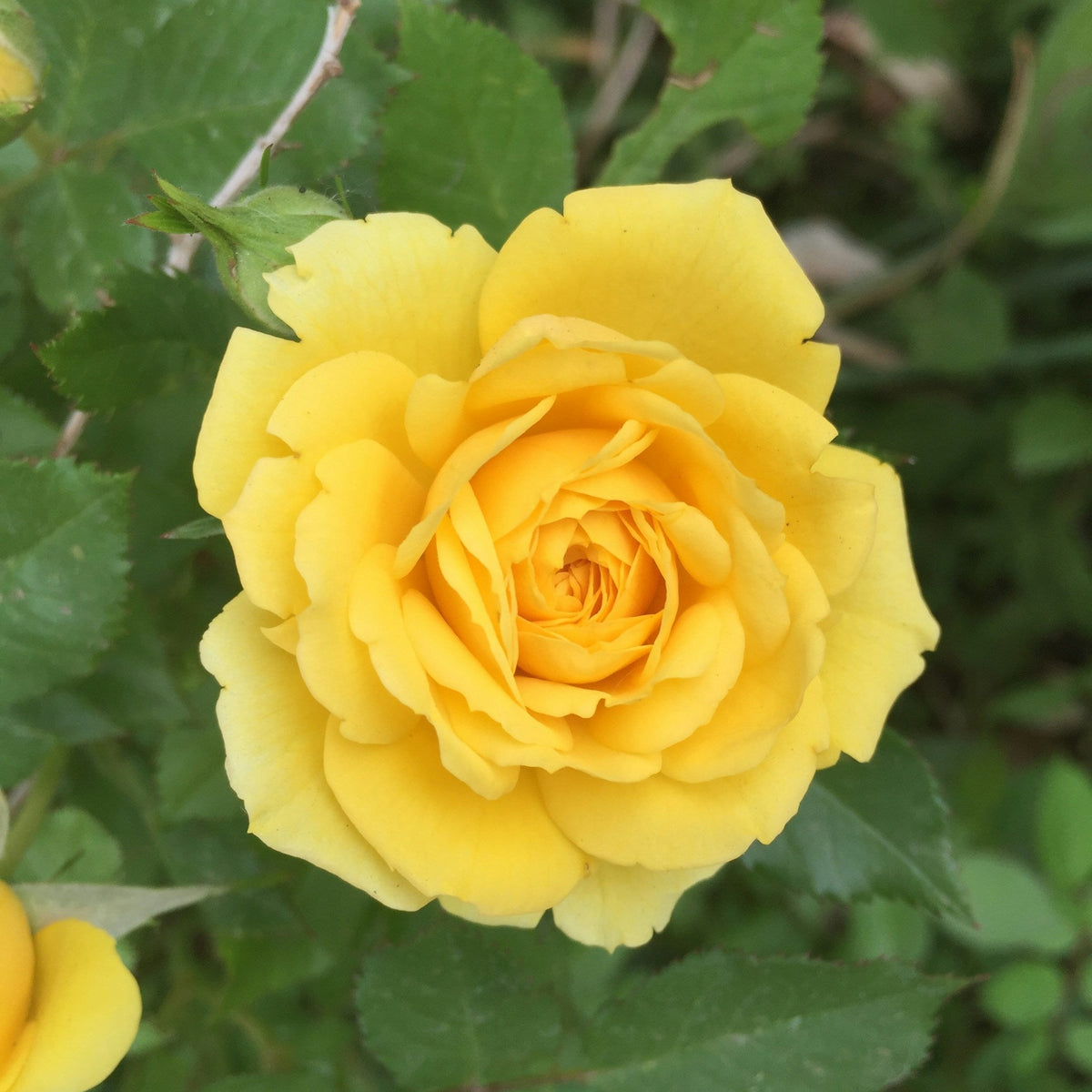 Rose Jaune – La Brouette Maraîchère