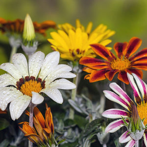Gazania