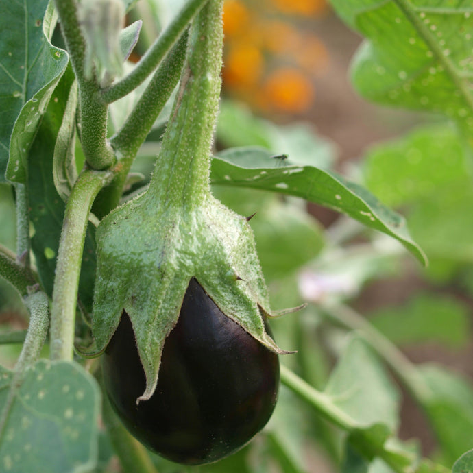 Aubergine Minuscule