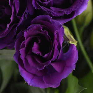 Lisianthus Mauve Foncé