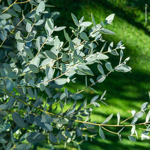 Eucalyptus Parvifolia