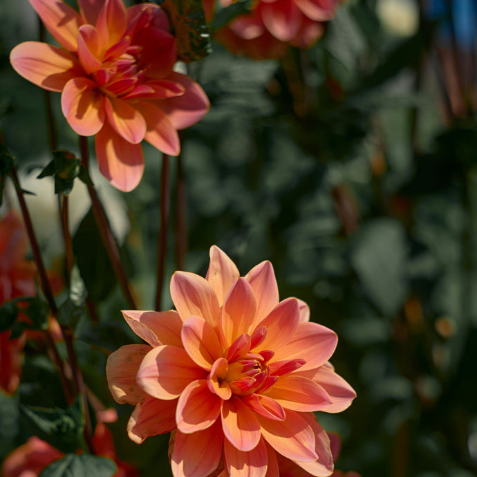 Dahlia