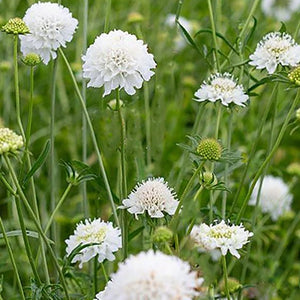 Scabiosa Blanche