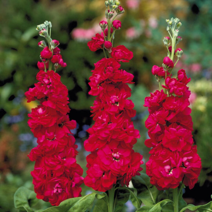 Giroflée Rouge