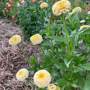 Zinnia Ivoire