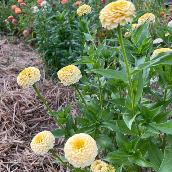 Zinnia Ivoire