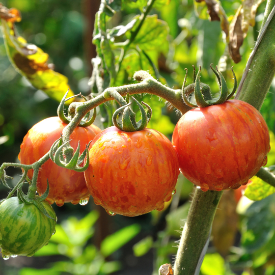 Tomate Cerise Rayée