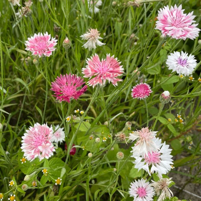 Centaurée Bicolore