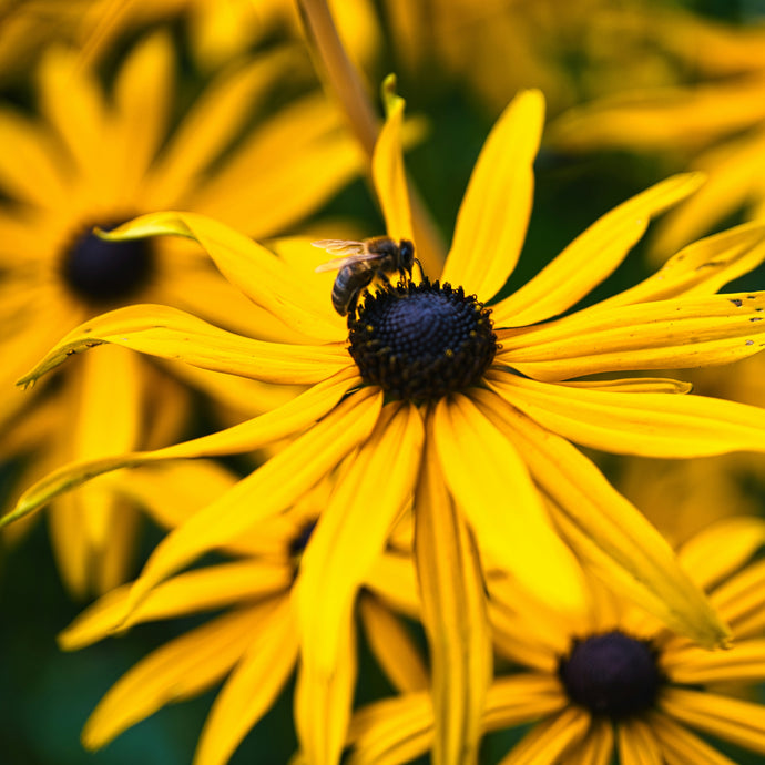 Rudbeckia Jaune
