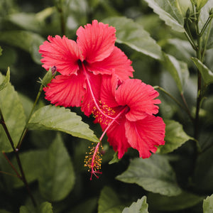 Hibiscus Rouge