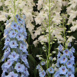 Delphinium