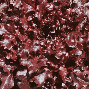 Laitue Feuille de Chêne Rouge