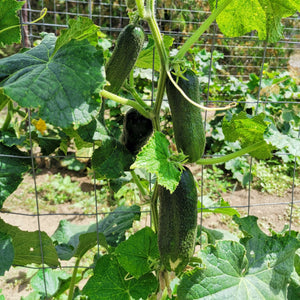 Concombre Cornichon