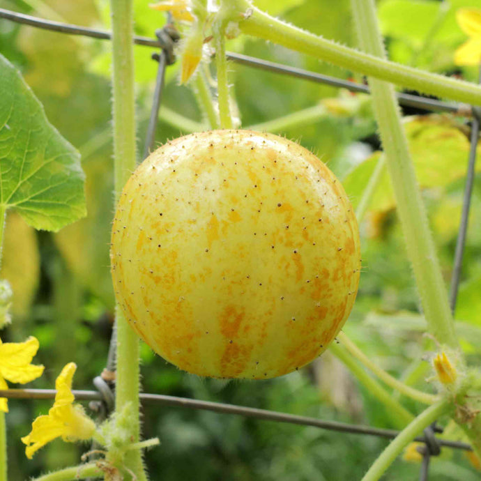 Concombre Citronné