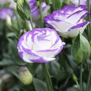Lisianthus Blanc & Mauve